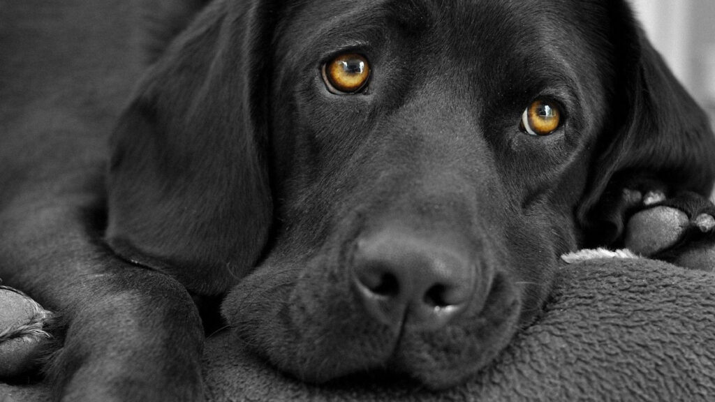 Captivating Brown-Eyed Labrador Wallpaper for Animal Lovers