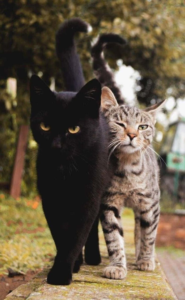 Heartwarming Cats Walk Side by Side - Friendship Wallpaper