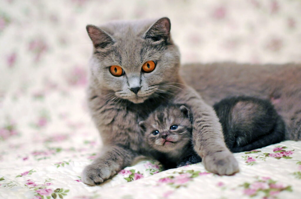 Heartwarming Mother Cat and Kitten Embrace on Floral Blanket Wallpaper