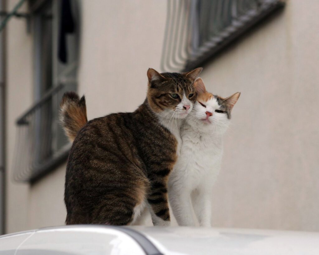 Cozy Cats Snuggling: Heartwarming Feline Friendship Wallpaper