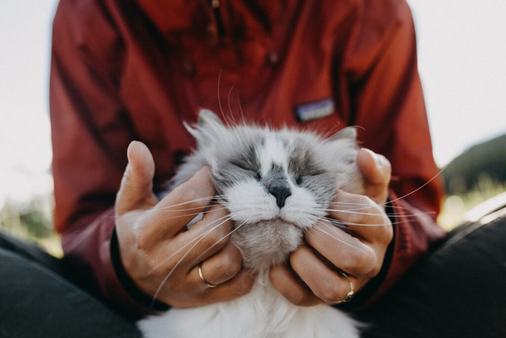 Heartwarming Cat Wallpaper: Fluffy Feline in Loving Hands