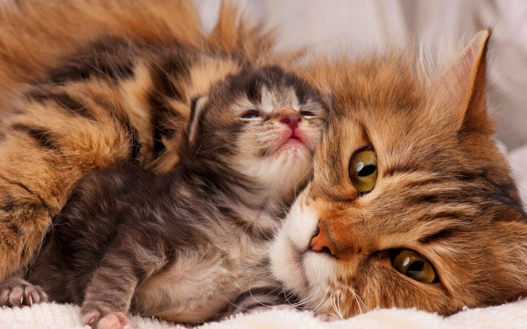 Heartwarming Cat Wallpaper: Fluffy Mom Snuggling Kitten