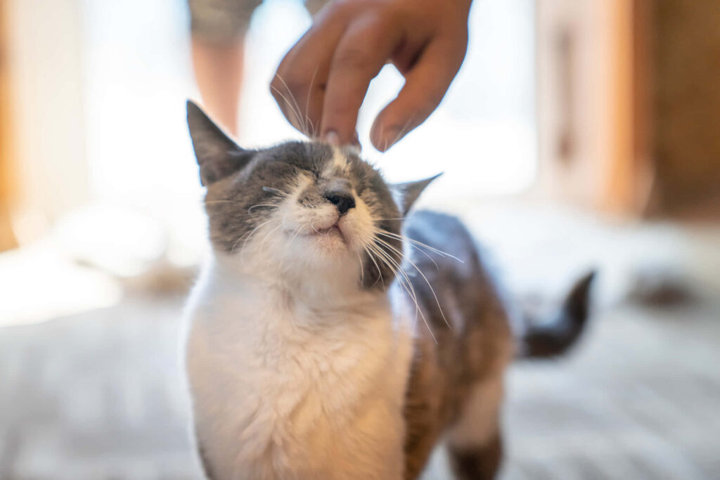 Heartwarming Background: Tender Bond Between Human and Happy Cat Wallpaper