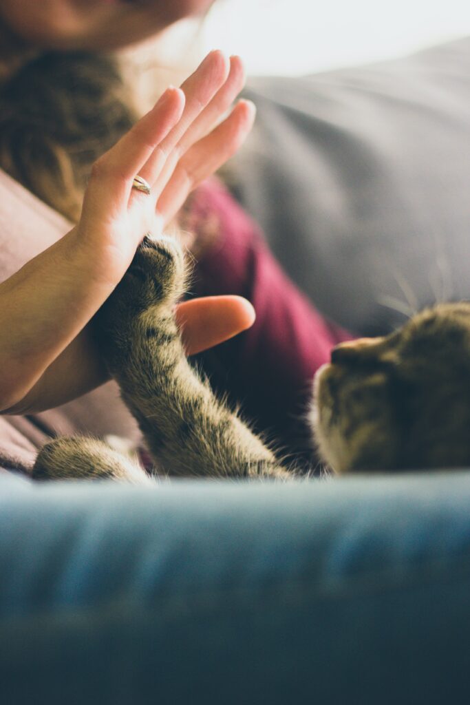 Heartwarming Cat-Paw Touch: A Symbol of Friendship & Affection Wallpaper