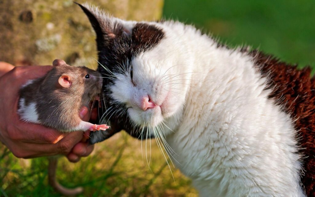 Heartwarming Cat and Rat Friendship Wallpaper - Unlikely Harmony