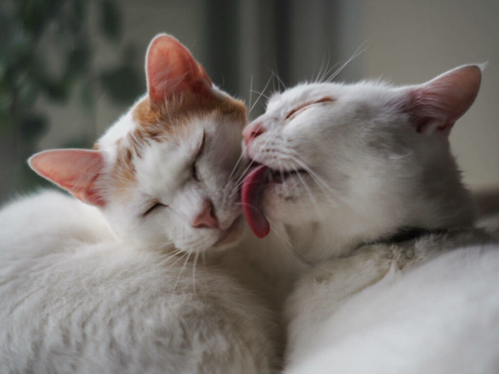 Heartwarming White Cats Wallpaper: Tender Moments of Affection