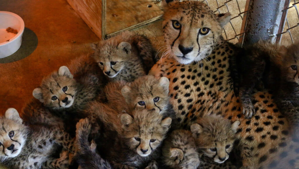 Heartwarming Mother Cheetah with Adorable Cubs - Zoo Wallpaper