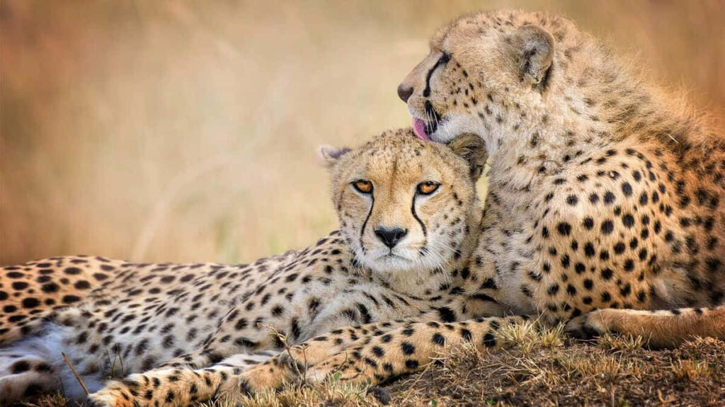Heartwarming Cheetah Bonding in Serene Safari Wallpaper