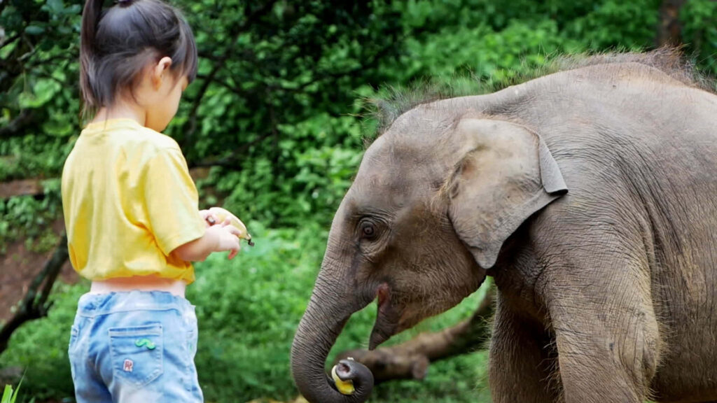 Child and Baby Elephant Bond in Lush Green Setting Wallpaper