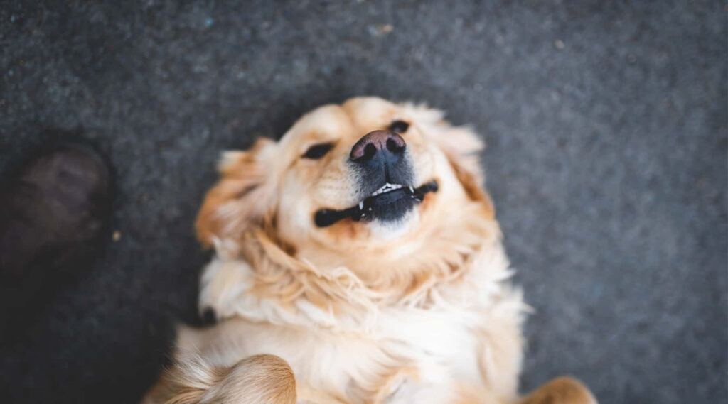 Adorable Golden Retriever Close-Up: Playful Nature Wallpaper