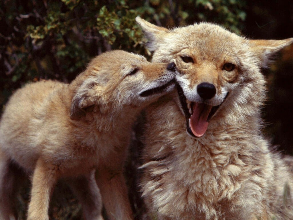 Heartwarming Coyote Wallpaper: Joyful Cub in Natural Setting