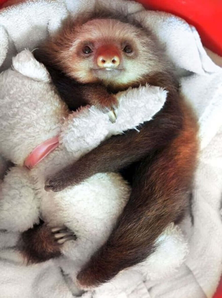 Cozy Sloth Embracing Stuffed Animal in Heartwarming Basket Scene Wallpaper