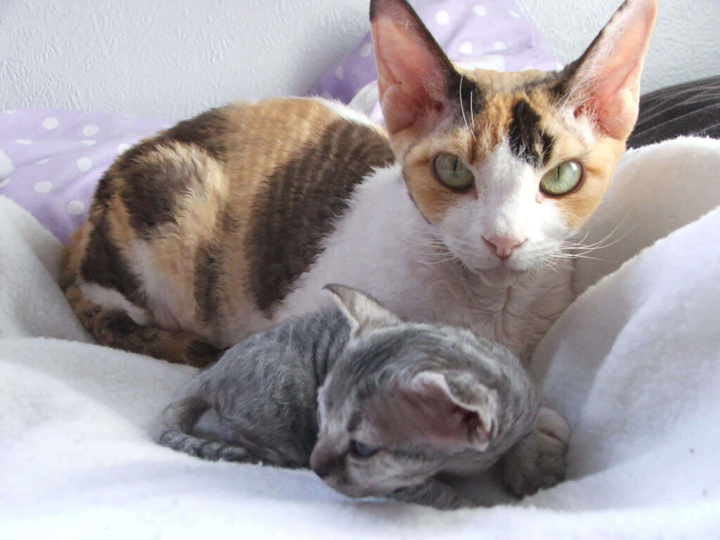 Adorable Devon Rex Cat & Kitten Snuggle Wallpaper Background
