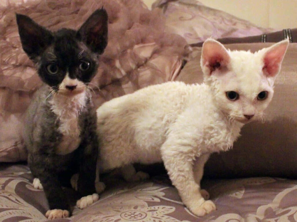 Adorable Devon Rex Cats Relaxing on Elegant Sofa - Heartwarming Wallpaper