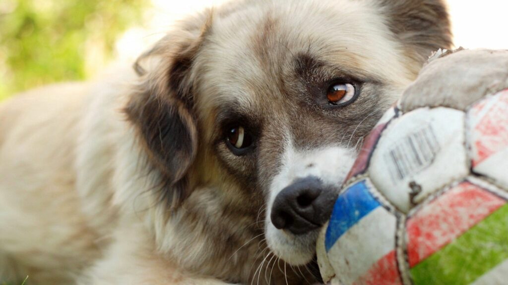 Heartwarming Dog Resting on Colorful Soccer Ball - Peaceful Wallpaper