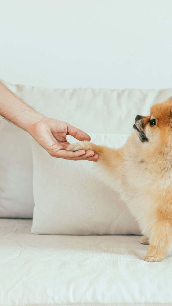Heartwarming Wallpaper: Fluffy Dog's Handshake of Trust & Companionship