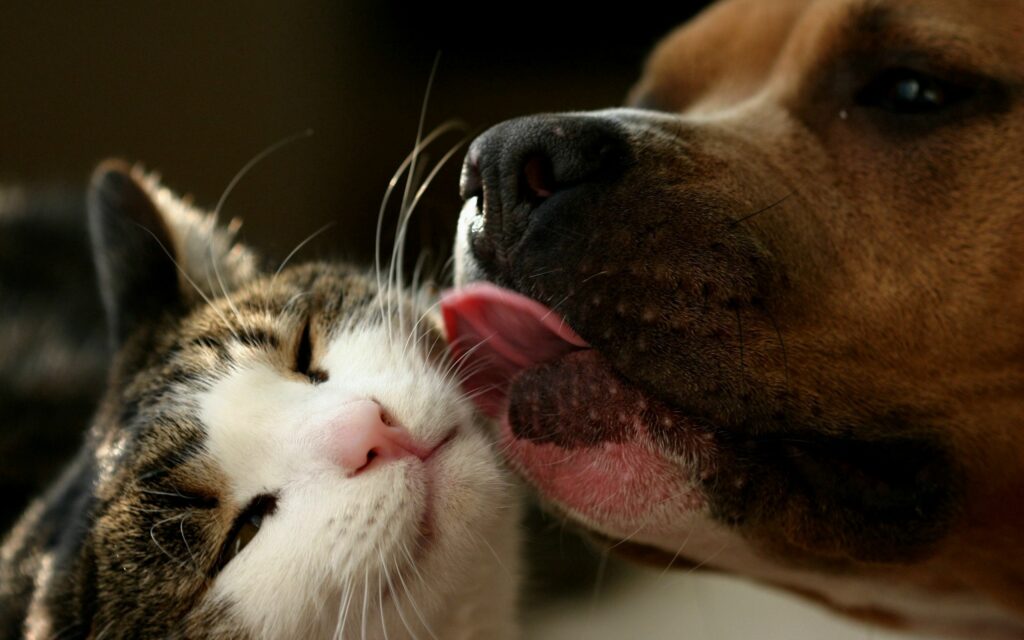 Heartwarming Dog-Cat Bond: Affectionate Lick Wallpaper Close-Up