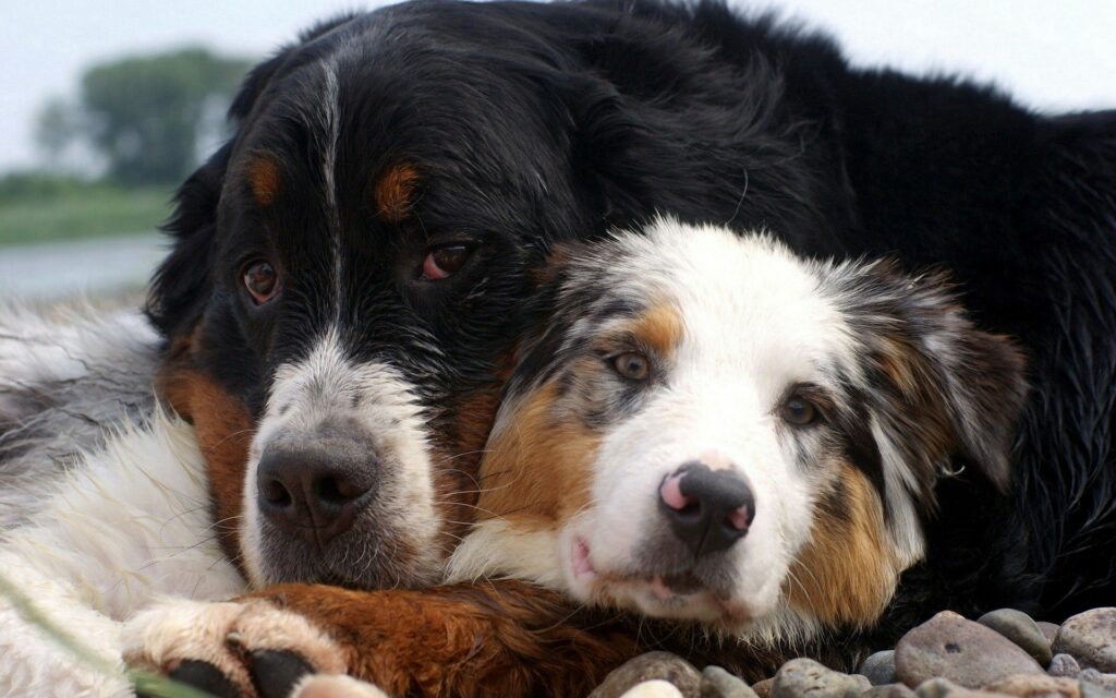 Cozy Australian Shepherd Dogs Cuddling - Heartwarming Wallpaper