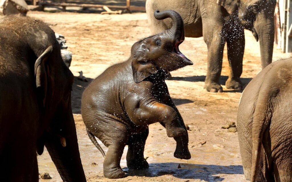 Heartwarming Elephant Family Wallpaper: Playful Cub Splashing Water