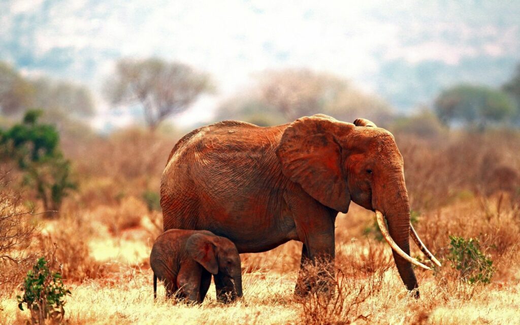Heartwarming Elephant Family Wallpaper in Tranquil Natural Setting