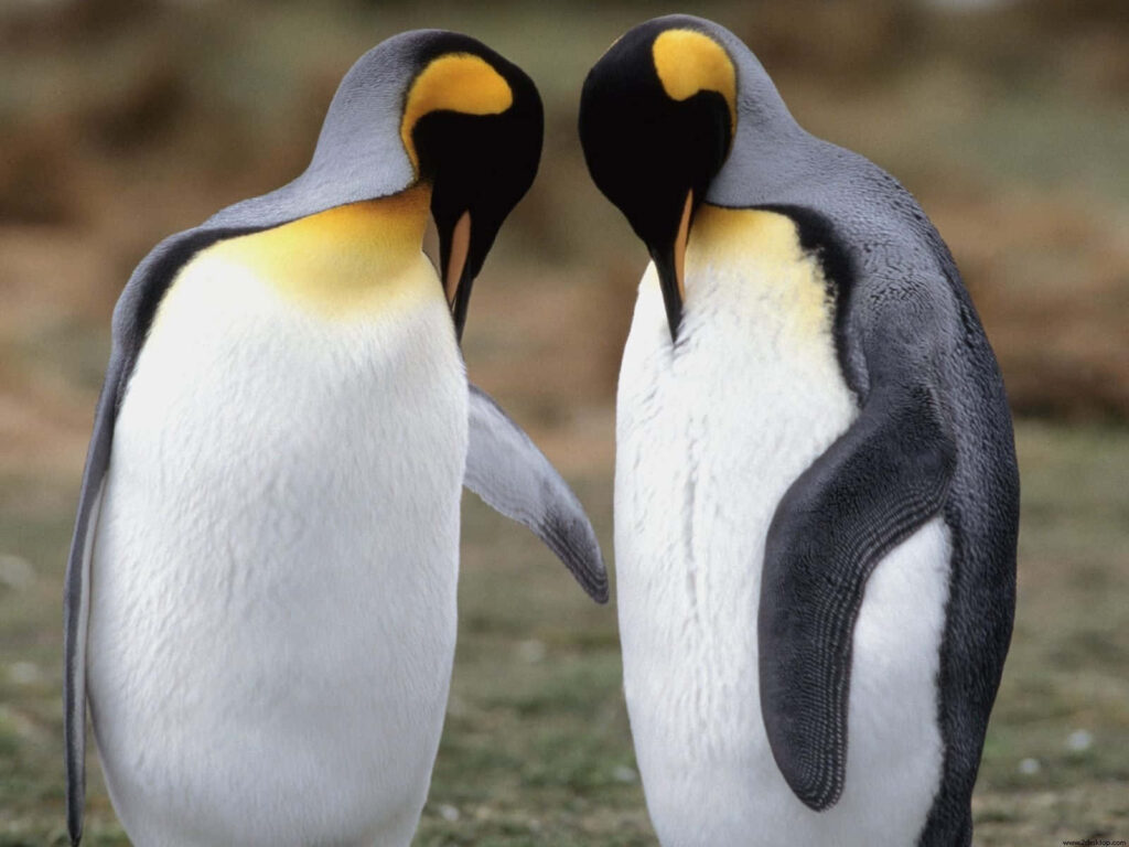 Affectionate Emperor Penguins: Heartwarming Wallpaper Background