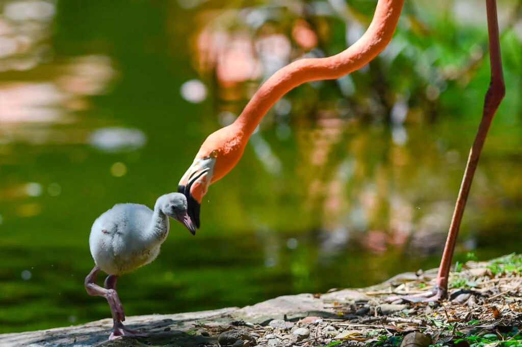 Heartwarming Flamingo and Chick Wallpaper in Lush Nature Setting