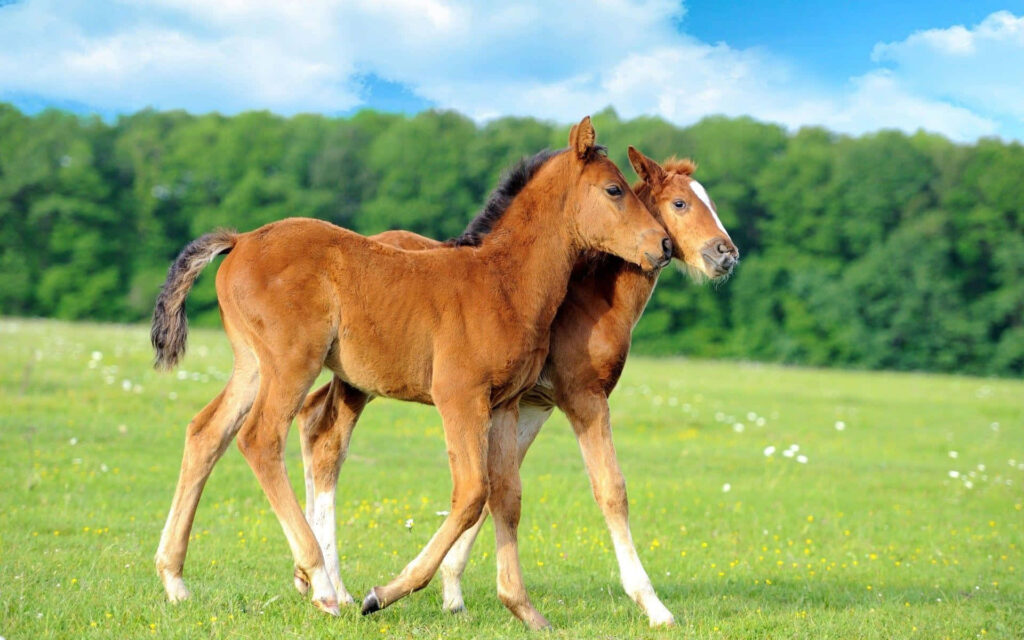 Two Foals Walking Together in a Serene Green Meadow Background Wallpaper