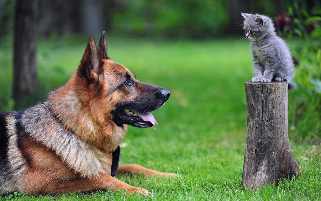 Heartwarming German Shepherd & Kitten Wallpaper - Nature's Beauty