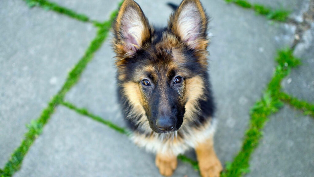 Charming German Shepherd Puppy Wallpaper: Innocent & Heartwarming