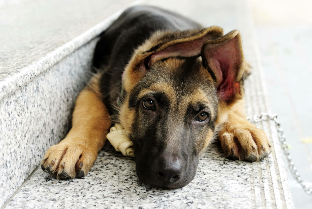 Adorable German Shepherd Puppy Wallpaper - Heartwarming Dog Background