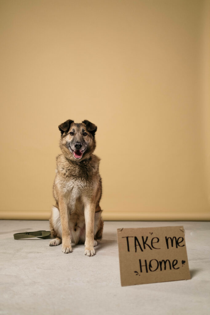Adorable German Shepherd Wallpaper: Hopeful Pup with 'Take Me Home'