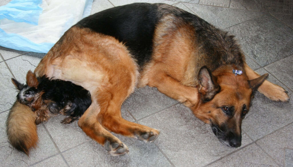 Heartwarming German Shepherd Guardian: Loyal Friends on Tiled Floor Wallpaper
