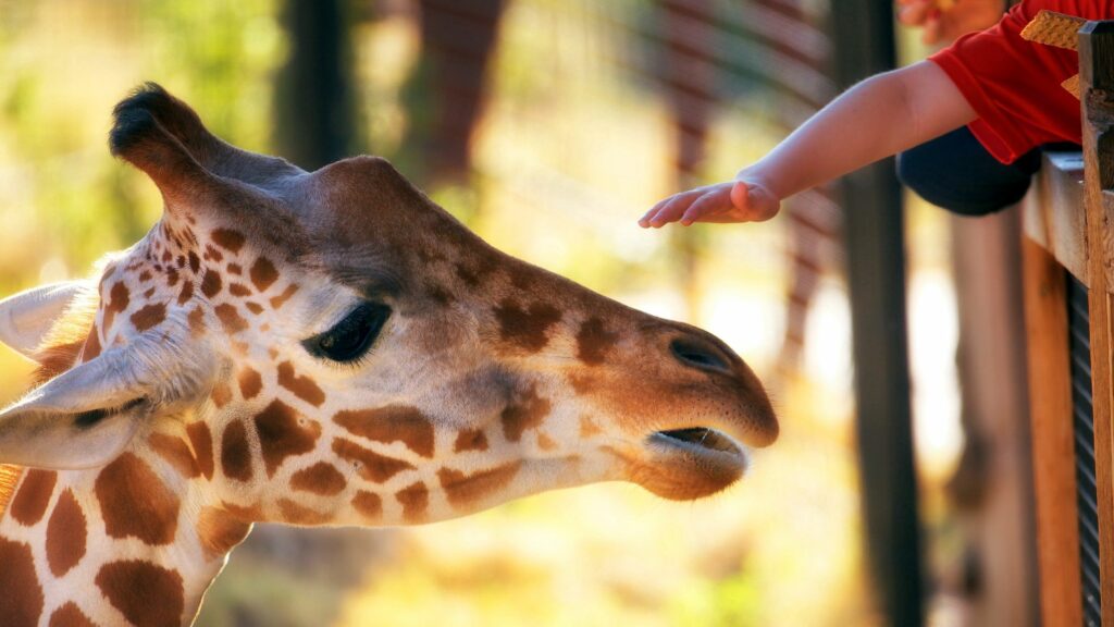 Heartwarming Giraffe Close-Up Wallpaper - Zoo Scene 2560x1440