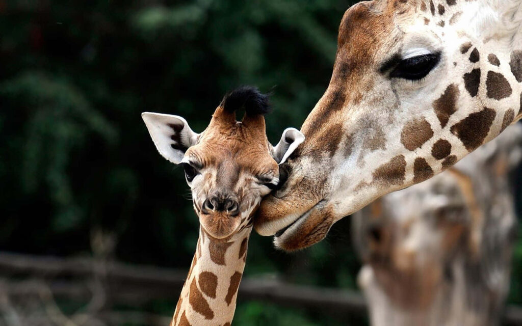 Heartwarming Giraffe Mother and Calf Wallpaper in Lush Green Background