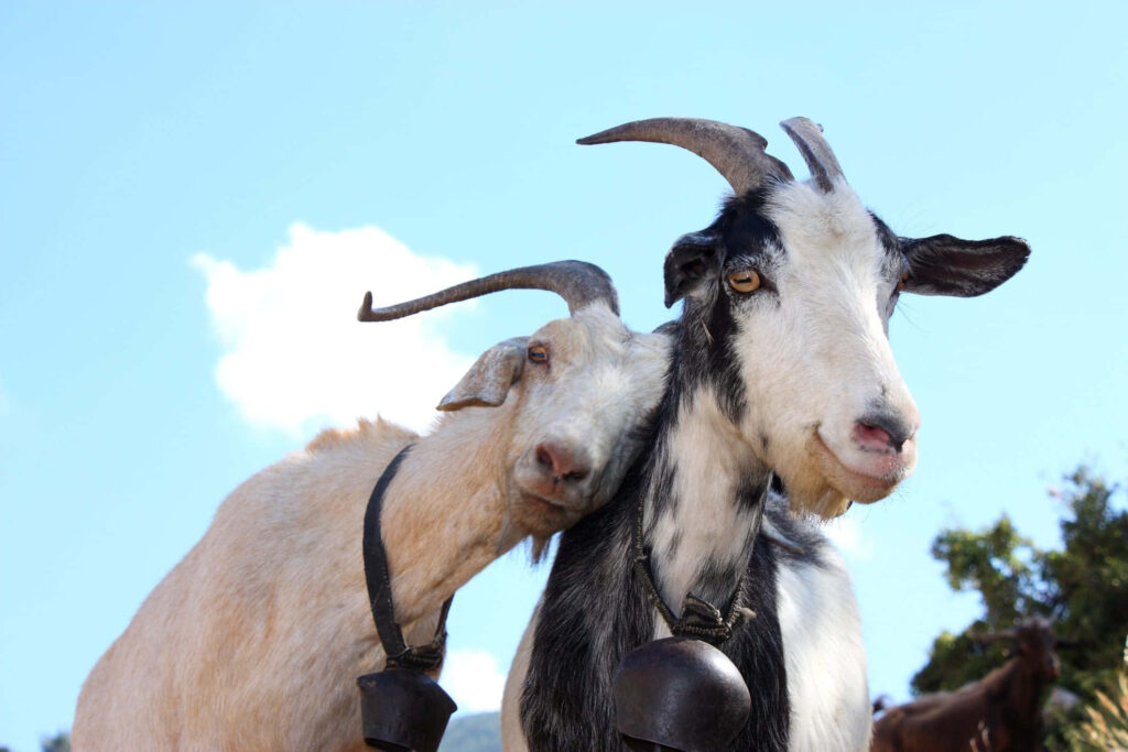 Heartwarming Goat Bonding Under Clear Blue Sky - Endearing Wallpaper