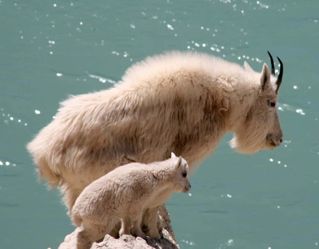 Charming Fluffy Goat and Kid on Rocky Ledge by Turquoise Water Wallpaper