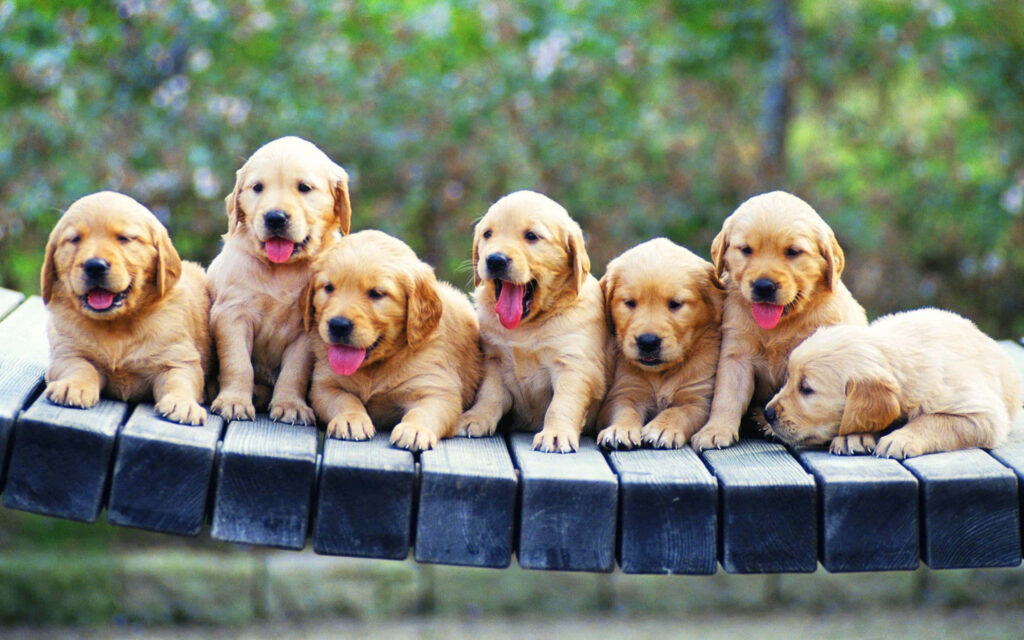 Adorable Golden Retriever Puppies Wallpaper Background for Joyful Vibes