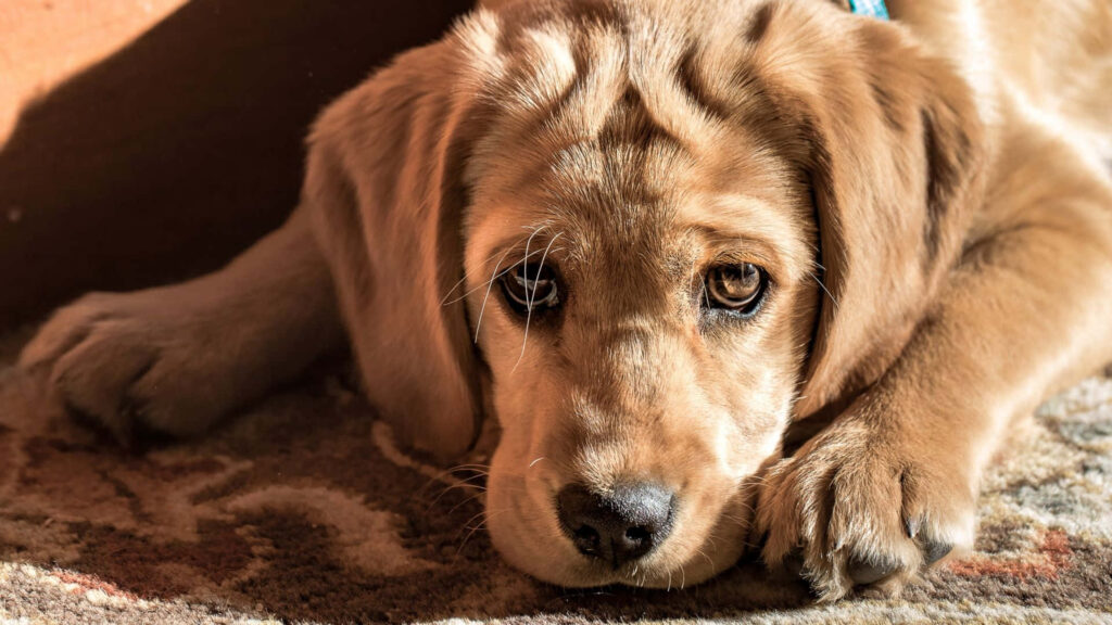 Adorable Golden Retriever Puppy Wallpaper Background - Cozy Close-Up