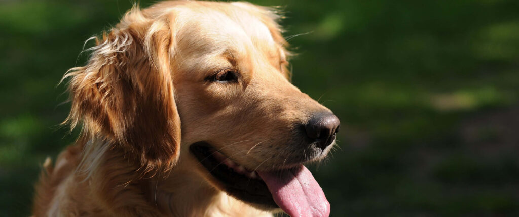 Elegant Golden Retriever Wallpaper: Charming & Heartwarming Design