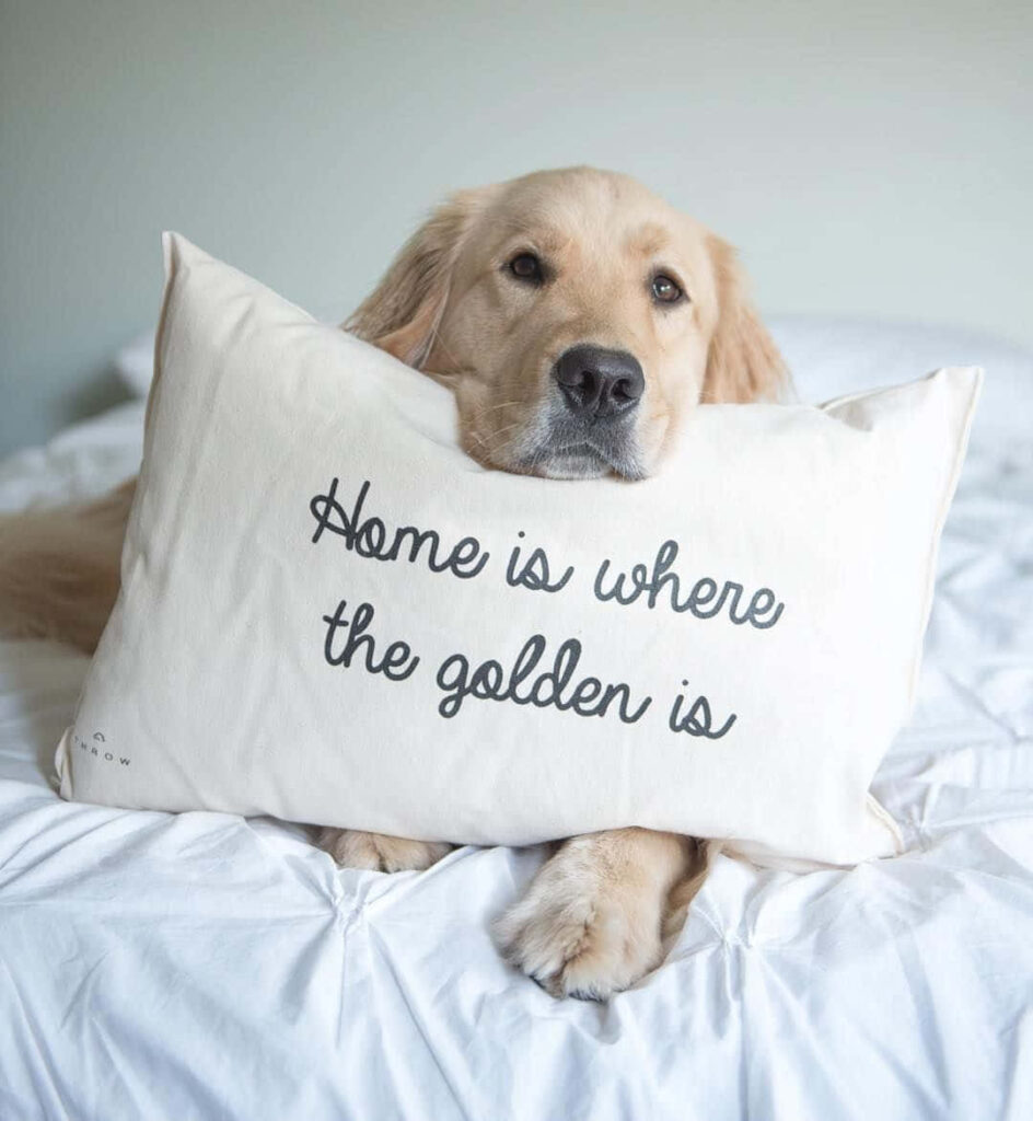 Heartwarming Golden Retriever Wallpaper: Home is Where the Golden Is