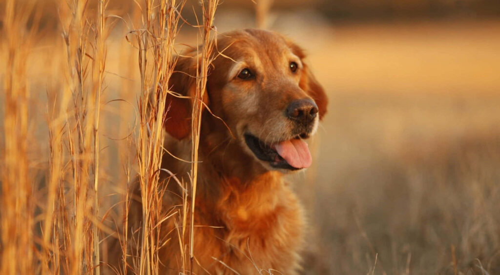 Golden Retriever Wallpaper: Serenity in Sunshine & Grass
