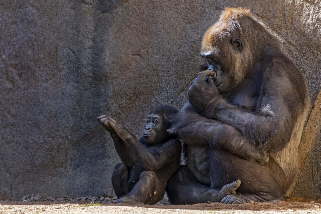 Heartwarming Gorilla Family Scene with Adult and Young on Rocky Background Wallpaper