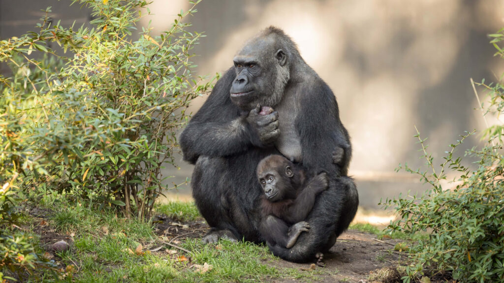 Mother Gorilla with Infant in Lush Greenery - Heartwarming Wallpaper