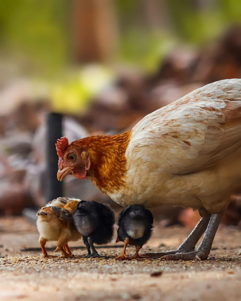 Heartwarming Hen Feeding Fluffy Chicks: Rustic Wallpaper Scene