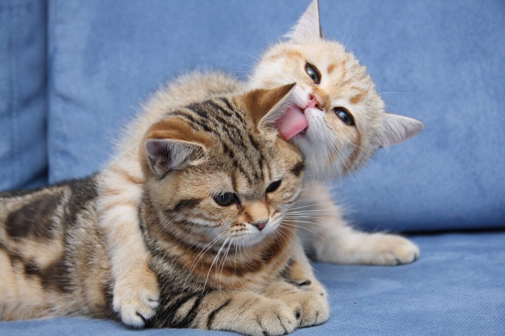Heartwarming Kittens Cuddling on Soft Blue Wallpaper Background