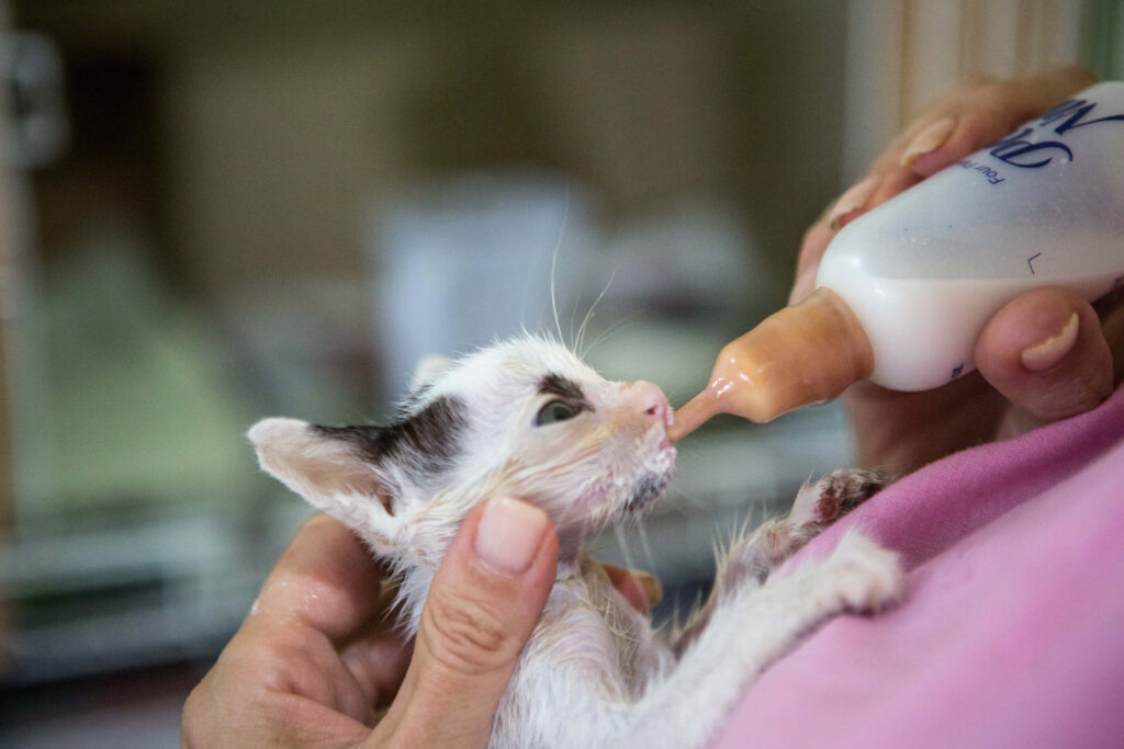 Nurturing Love: Heartwarming Kitten Wallpaper for Animal Compassion
