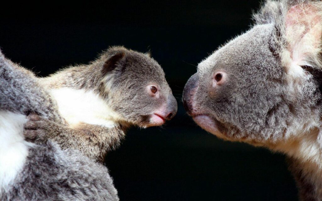 Koala Love: Tender Moment Captured in Heartwarming Wallpaper