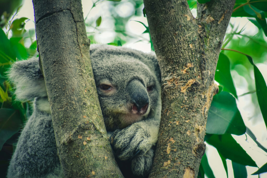 Mother Koala Cuddles Baby Among Eucalyptus: Tender Bond Captured Wallpaper