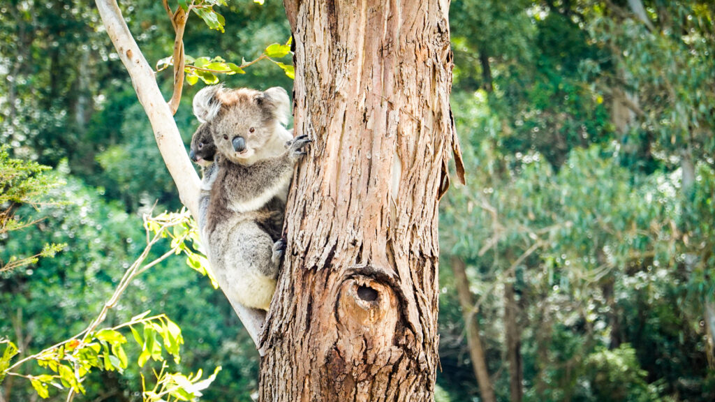 Mother Koala and Baby Nestled in Lush Greenery - Heartwarming Wallpaper