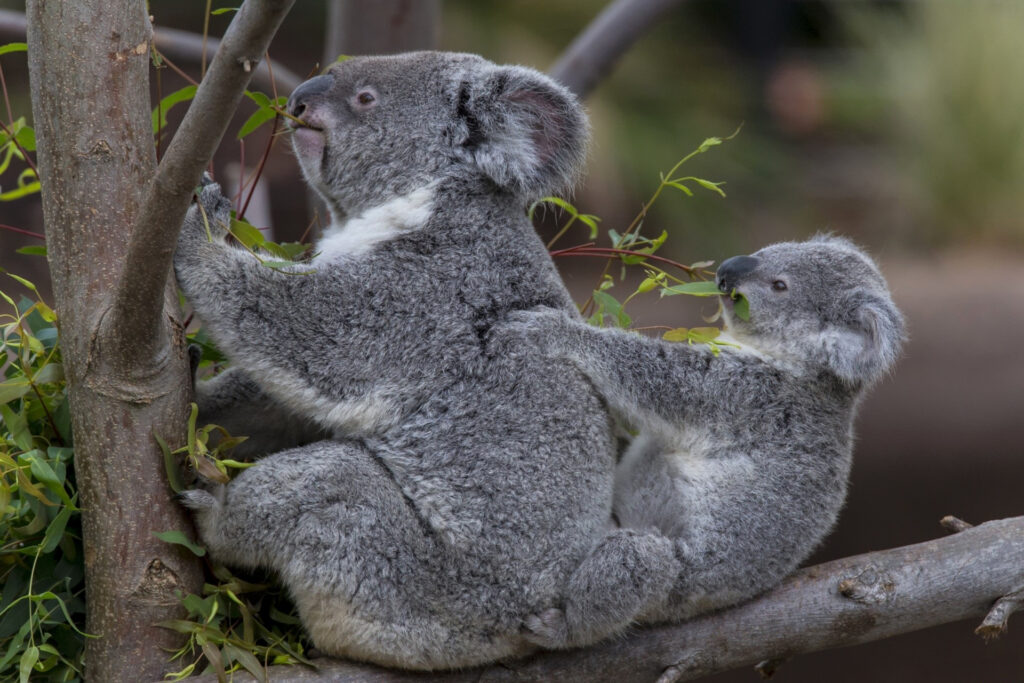 Heartwarming Koalas in Nature - 1920x1280 Wallpaper Background